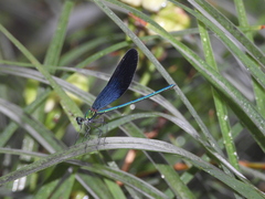 Matrona basilaris