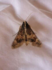 Sphingomorpha chlorea