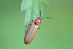 Denticollis linearis