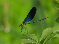 Matrona basilaris