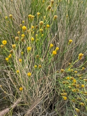 Porophyllum scoparium