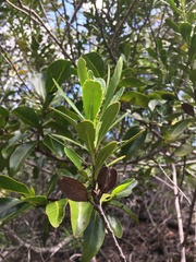 Peripterygia marginata