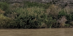 Phragmites australis