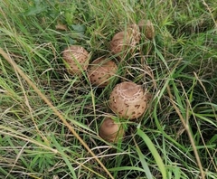 Chlorophyllum rhacodes