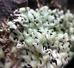 Menegazzia
