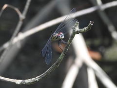 Cannaphila insularis