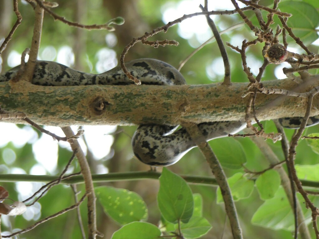 Southern African Python from Zambezi Region, Namibia on October 13 ...
