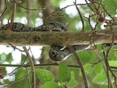 Python natalensis