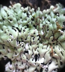 Menegazzia
