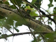 Python natalensis