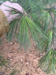 Pinus strobus