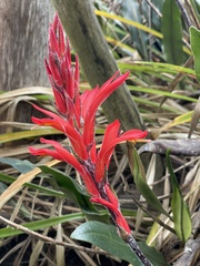 Pitcairnia