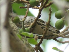 Python natalensis
