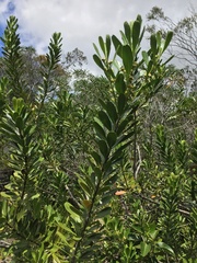 Peripterygia marginata