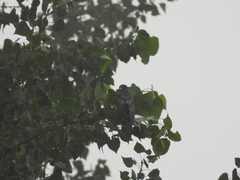 Falco amurensis