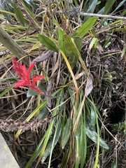 Pitcairnia