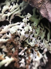 Menegazzia