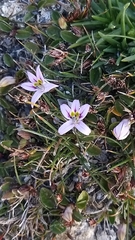 Lobelia oligophylla