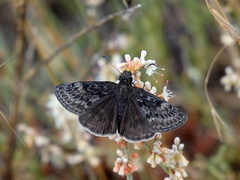 Erynnis afranius