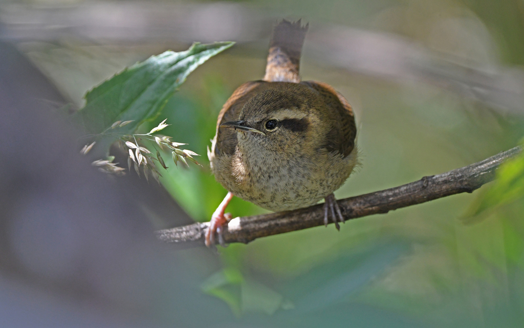 Mountain Wren