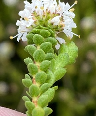 Agathosma alticola