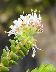 Agathosma alticola