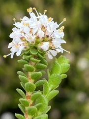 Agathosma alticola