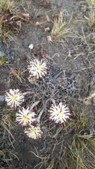 Hypochaeris incana