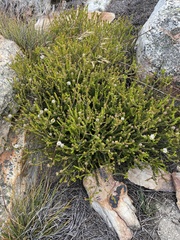 Agathosma alticola