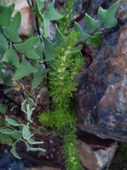 Crassula lanceolata