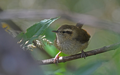 Troglodytes solstitialis