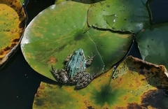 Pelophylax ridibundus
