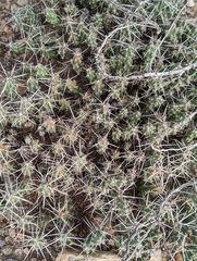 Grusonia aggeria