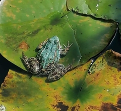 Pelophylax ridibundus