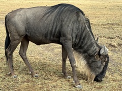 Connochaetes taurinus mearnsi