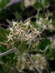 Oxypetalum tomentosum