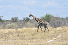 Giraffa camelopardalis angolensis