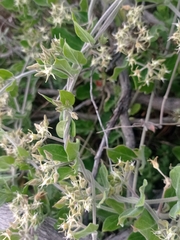 Oxypetalum tomentosum