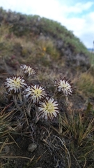 Hypochaeris incana