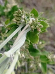 Oxypetalum tomentosum