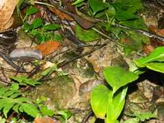 Pristimantis charlottevillensis