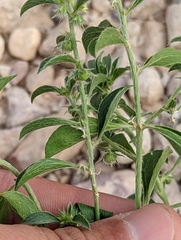 Ditaxis serrata