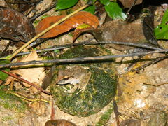 Pristimantis charlottevillensis