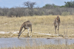 Giraffa camelopardalis angolensis