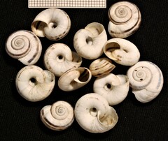 Xerolenta obvia