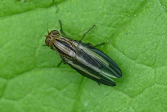 Peplomyza discoidea