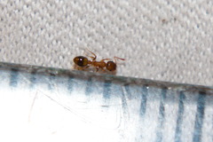 Temnothorax