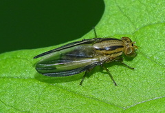 Peplomyza discoidea