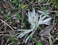 Colchicum atticum