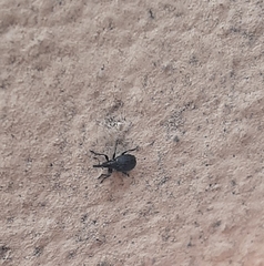 Brentidae